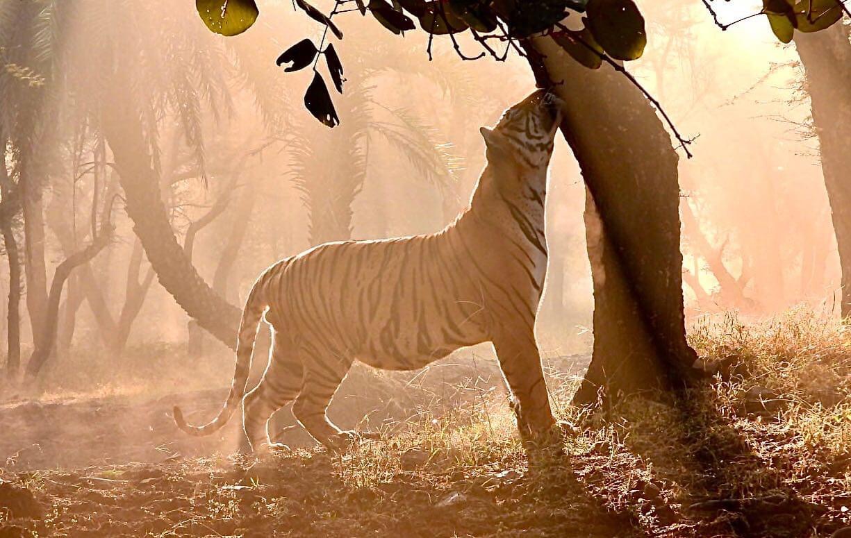 Tiger marking his Territory - Salim Ali