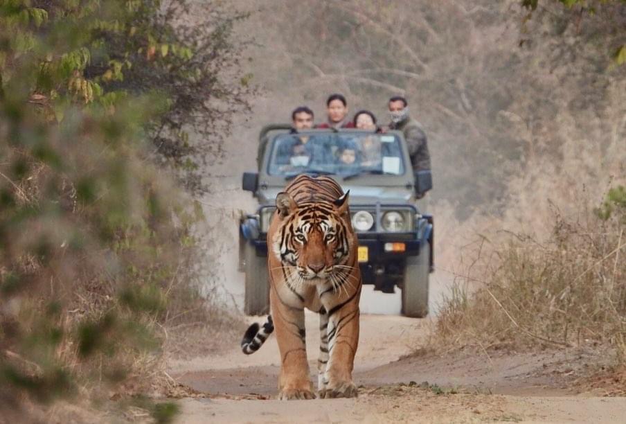 Male Tiger walking down the Road - Salim Ali