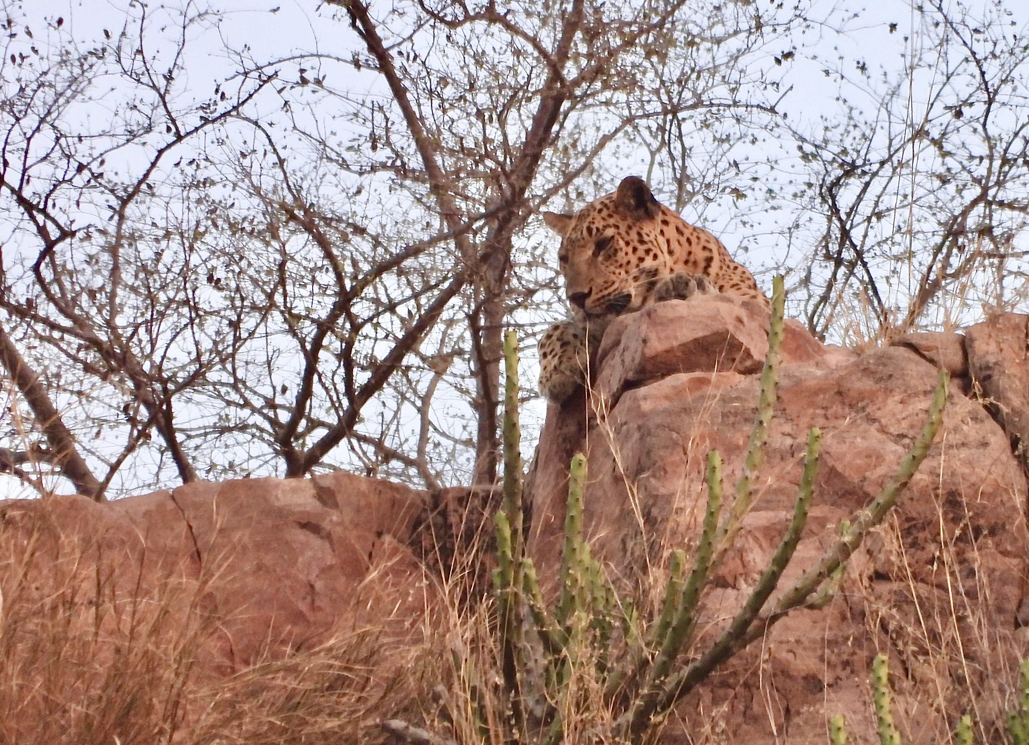 Leopard at Rocks - Salim Ali