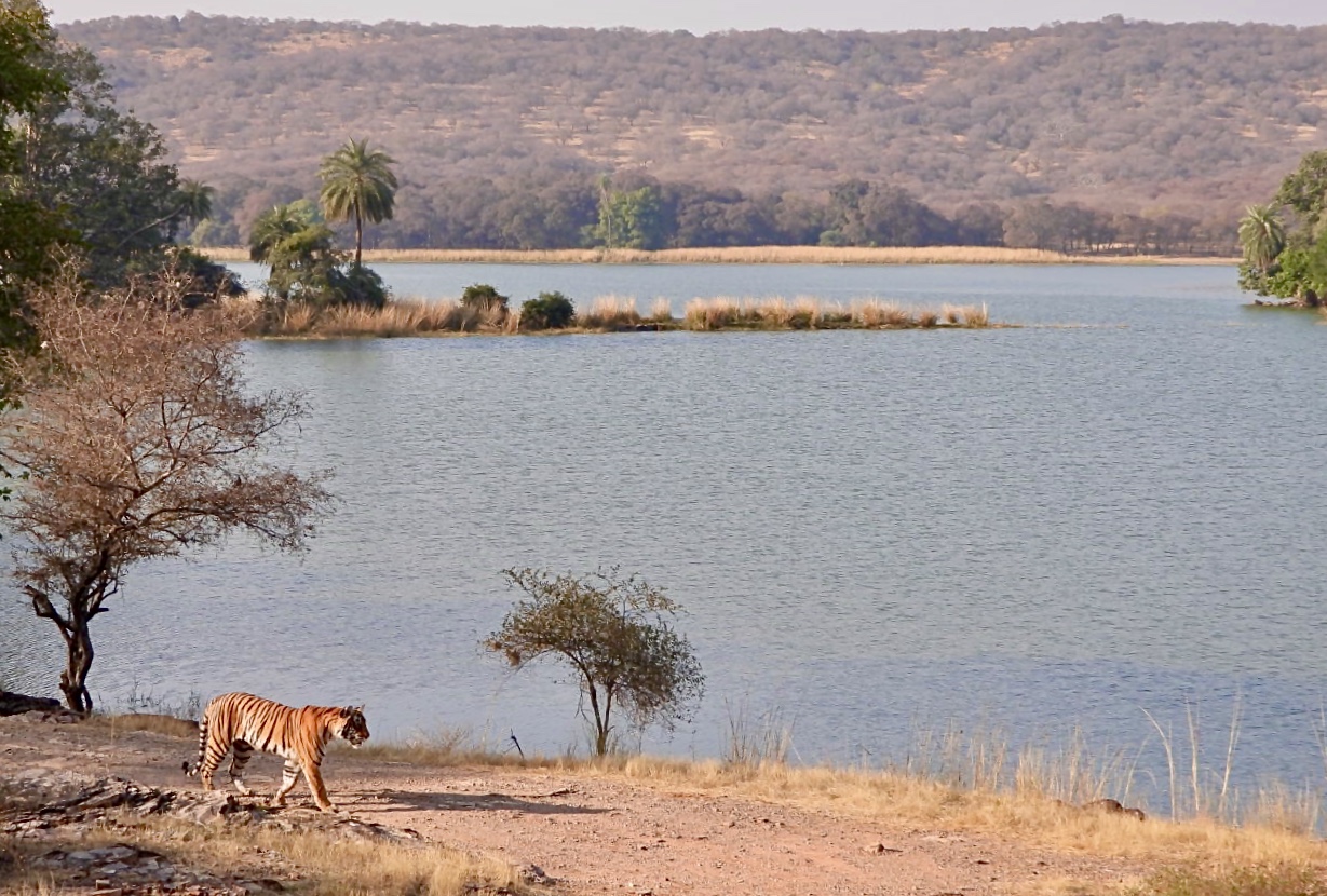 Tiger at Lakeside - Salim Ali