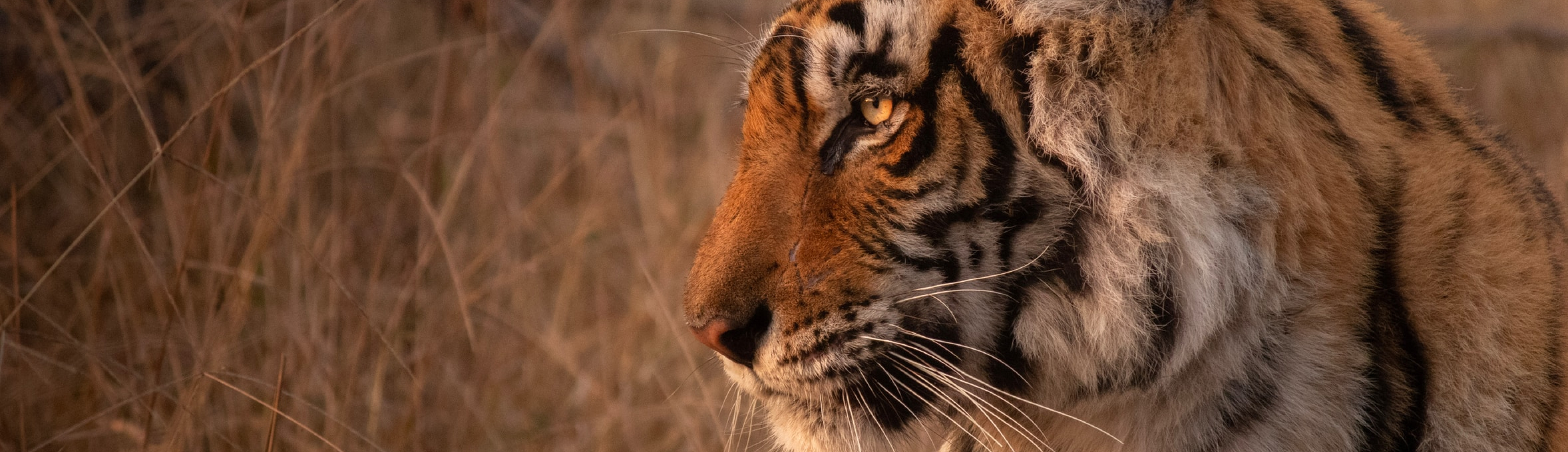 Full width Tiger image