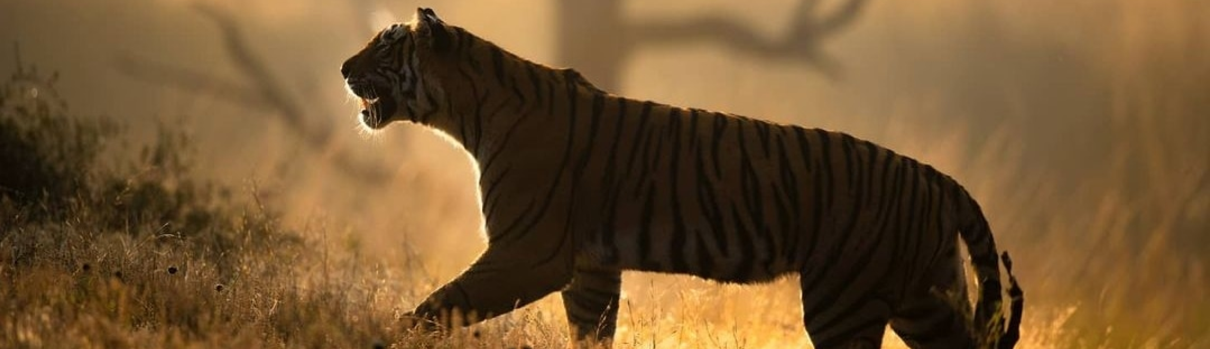 Tiger's walk by Harsha Narsimhamurthy