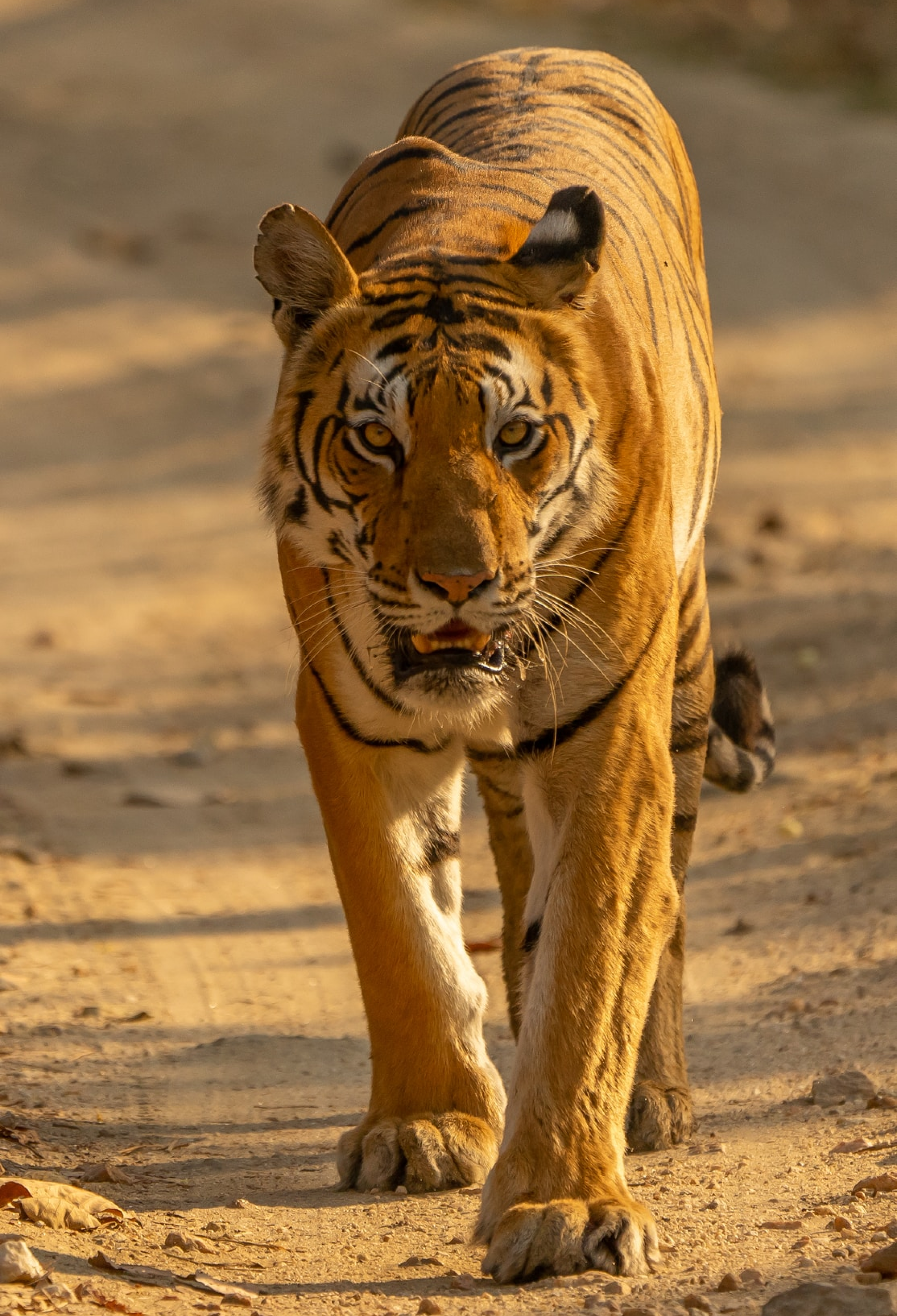 Ranthamobre's Tiger walk