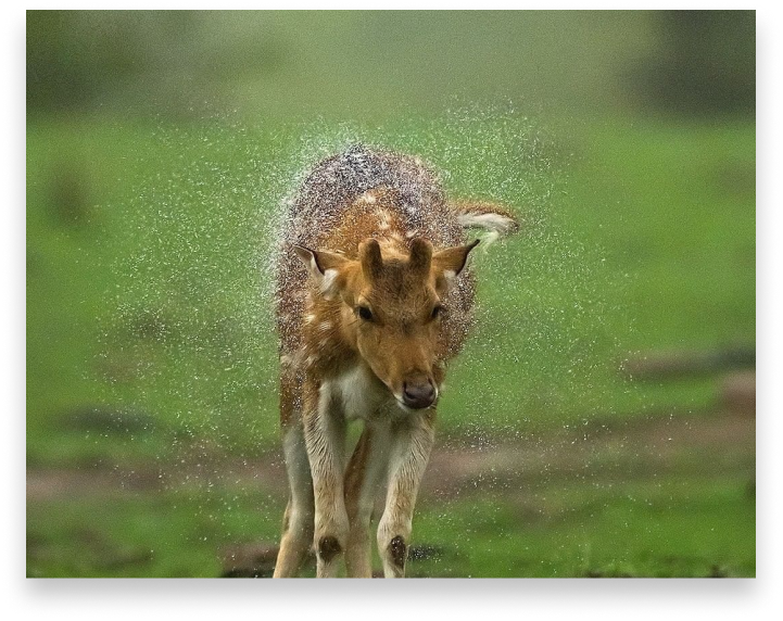 Monsoon Deers bt Sudhir Shivaraman